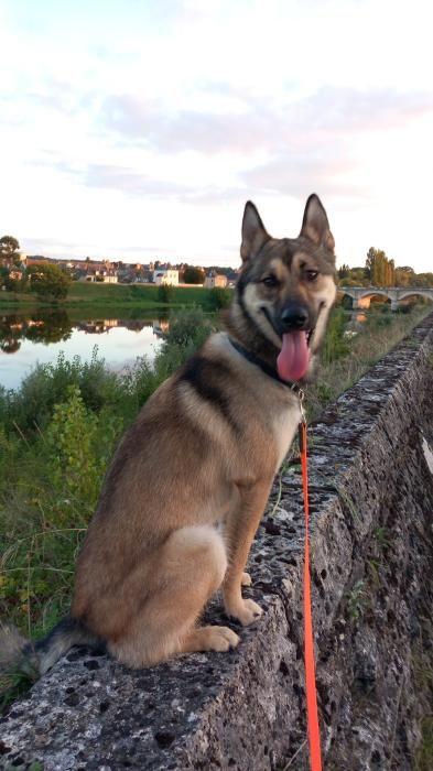 Photo de Tao, Berger Belge Tervueren crois� Berger Belge Malinois