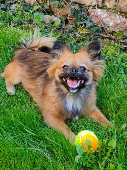 Photo de Nala, Spitz nain crois� P�kinois