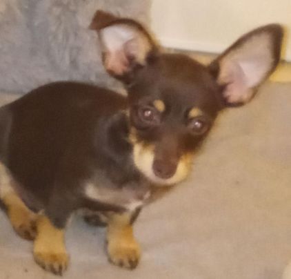 Photo d'Ulka, Chihuahua crois� Teckel