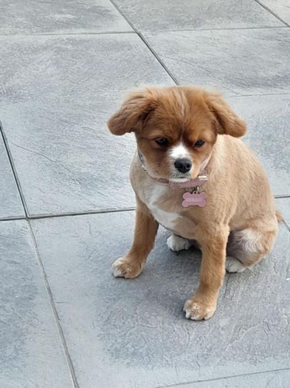 Photo de Bella, Cavalier King Charles crois� Spitz nain