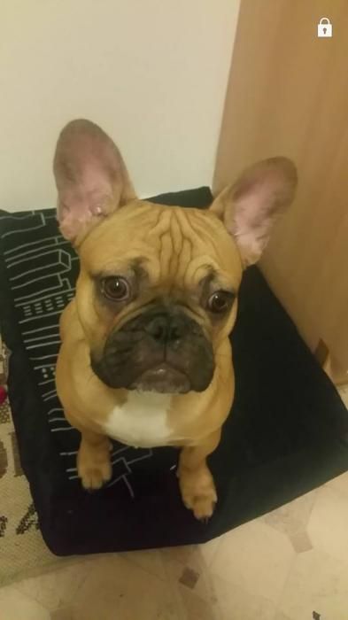 Photo de Gaston, Bouledogue fran�ais pure race