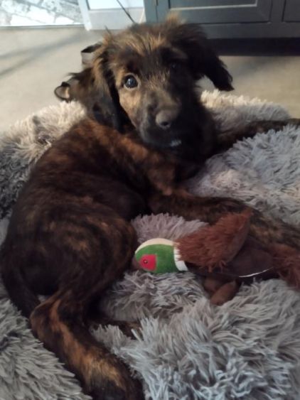 Photo d'Atma, Boxer crois� Berger picard
