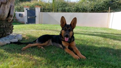 Photo de Bagheera , Beauceron crois� Berger Allemand