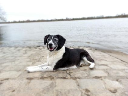 Photo de Fidji, Border Collie crois� Epagneul breton