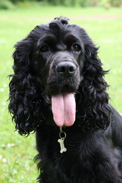 Photo de Fiby, Cocker anglais pure race
