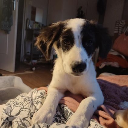 Photo d'Uraya, Border Collie crois� Epagneul breton