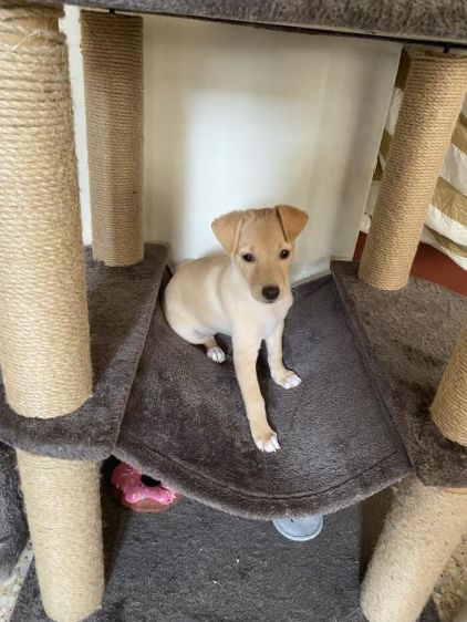Photo de Dixie, Labrador Retriever crois�