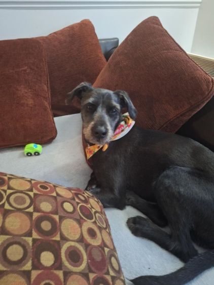 Photo de Dixie, Schnauzer crois�