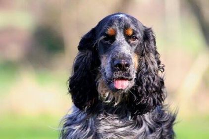 Photo de Jena, Cocker anglais pure race