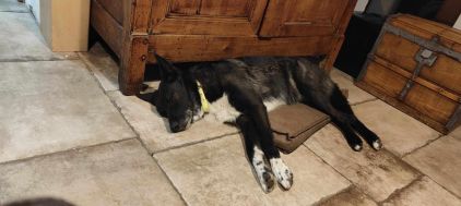 Photo de Lascar, Chien-loup tch�coslovaque crois� Border Collie
