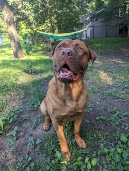 Photo de Harald, Dogue de Bordeaux pure race