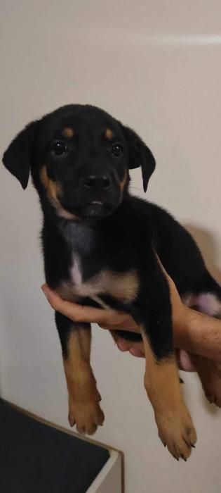 Photo de Falko, Beauceron crois�
