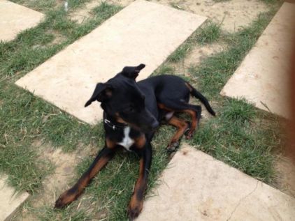 Photo de Tama, Pinscher nain crois�