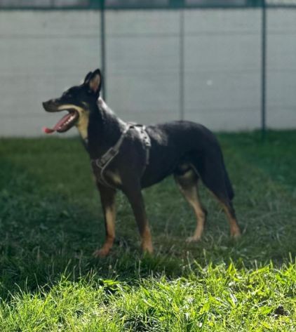 Photo de Darko, Husky crois� Berger hollandais