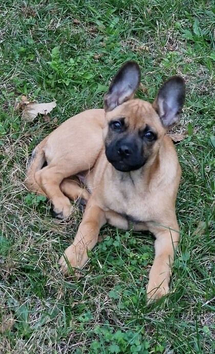 Photo de Rocket, Berger Belge Malinois crois� Bouledogue fran�ais