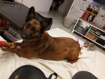 Photo de Lenny, Berger Belge Malinois crois� Teckel
