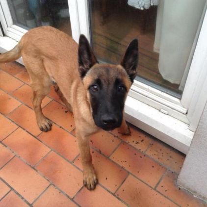 Photo de Maline, Berger Belge Malinois pure race