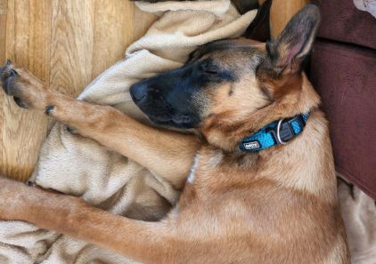 Photo de Usko, Berger Belge Malinois crois� Berger Allemand