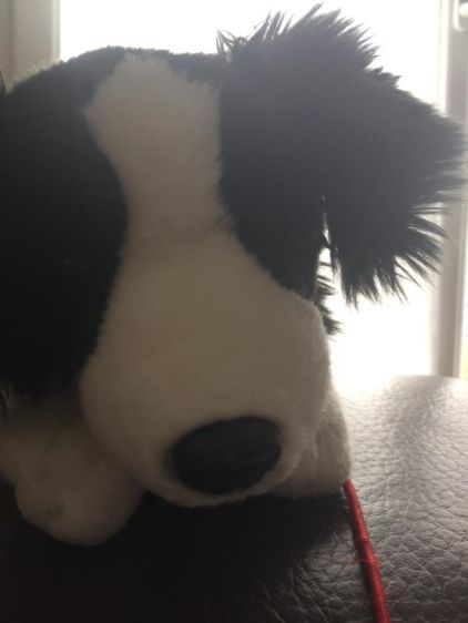 Photo de Plume, Border Collie pure race