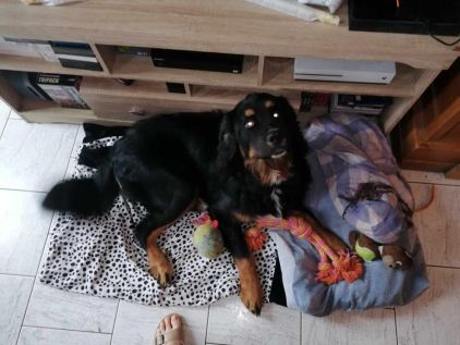 Photo de Lilith, Akita crois� Dogue du Tibet