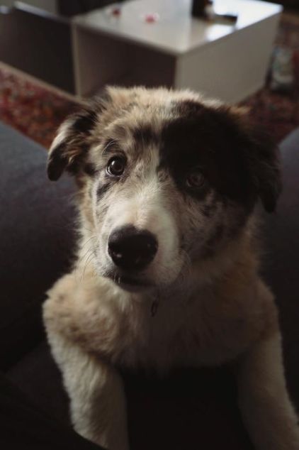 Photo de Sanka, Border Collie crois� Berger australien