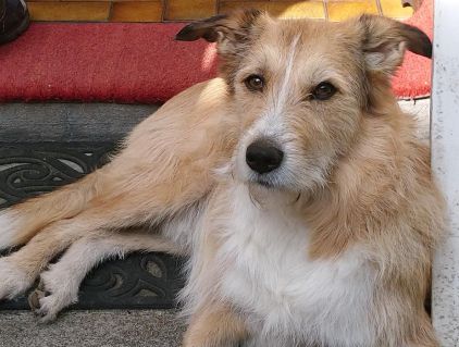 Photo de Rox, Griffon crois� Berger picard