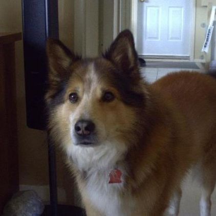 Photo de Lucky, Colley crois� Husky