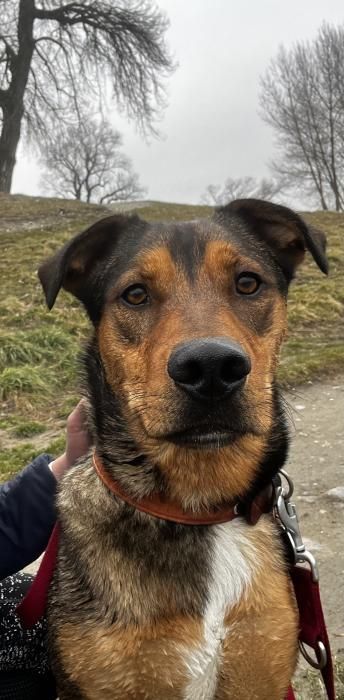 Photo de Charlie, Beauceron crois�