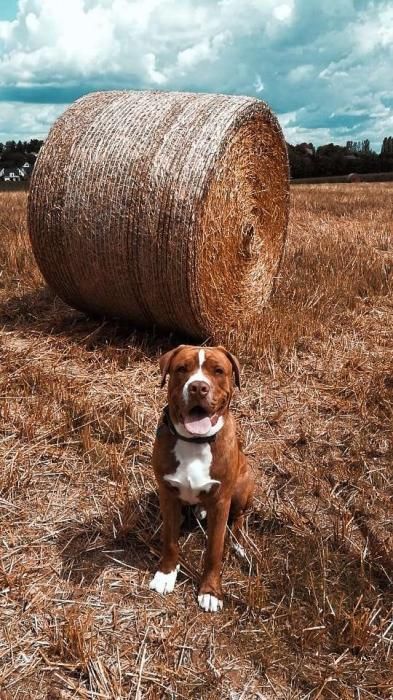 Photo d'ALANO, Old English Bulldog crois� Alano Espagnol