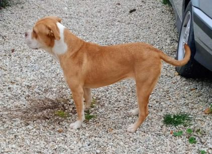Photo de TERRA, Old English Bulldog crois� Alano Espagnol