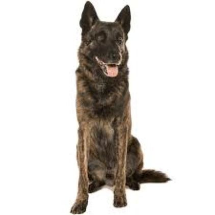 Photo de Bek, Berger Belge Malinois pure race