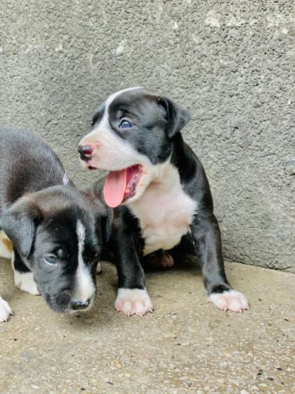 Photo de Max, Basenji crois� Pitbull