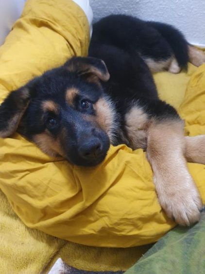 Photo de Copain, Berger Allemand crois� Beauceron