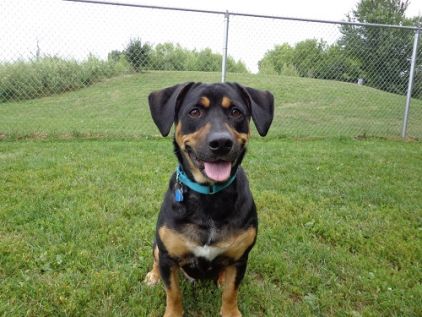 Photo de Luna, Rottweiler crois� Basset hound