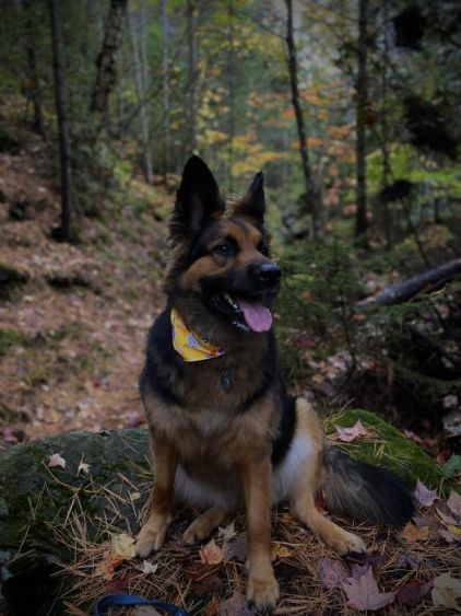 Photo de Gaya, Berger Allemand crois� Bouvier bernois