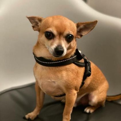 Photo de Scooby doo, Chihuahua crois� Pinscher nain