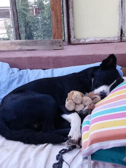 Photo de Spokii, Border Collie crois� Beauceron