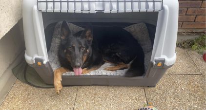 Photo de Gamin, Beauceron crois� Berger Allemand