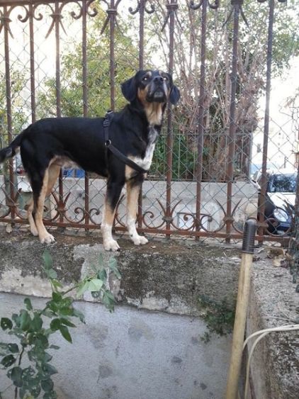 Photo de Guizmo, corniaud Epagneul breton Beauceron
