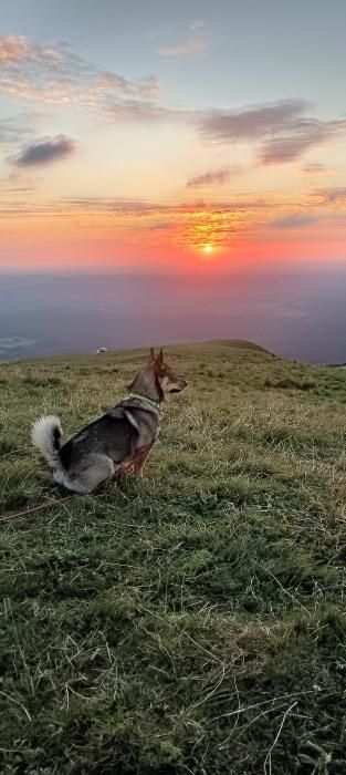 Photo de Tao, Vallhund su�dois pure race
