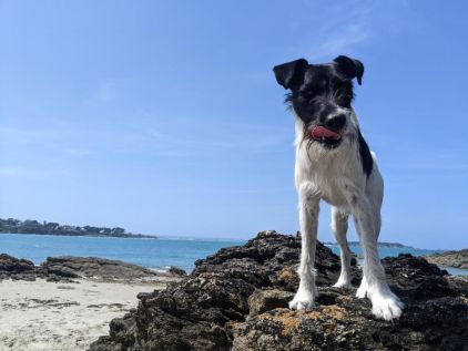 Photo de Sonic, Fox-terrier crois� Border Collie