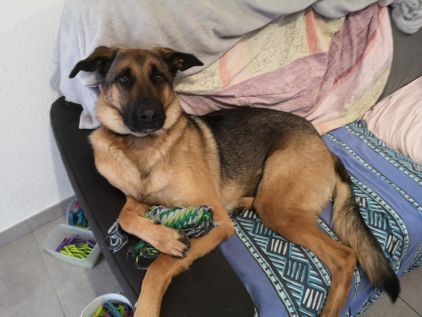 Photo de Tiako, Berger Allemand crois� Beauceron