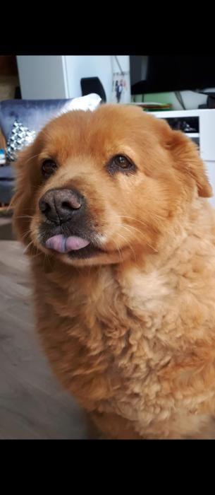 Photo de Paname, Chow-chow crois� Golden Retriever