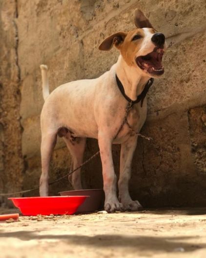 Photo de Dik, Berger Allemand crois� Pitbull