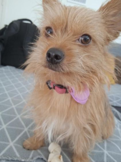 Photo de Thelma, Chihuahua crois� Yorkshire terrier