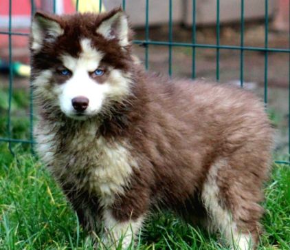 Photo d'Aki, Akita crois� Husky