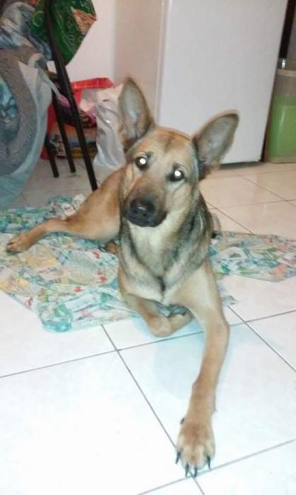 Photo de Djena, Berger Belge Malinois crois� Berger Allemand