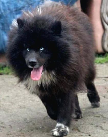 Photo de Diablo, Eurasier crois� Husky