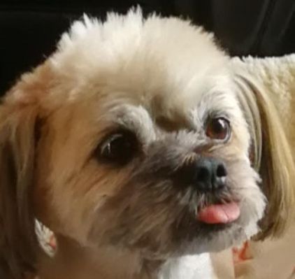 Photo d'Anton, Shih Tzu crois�