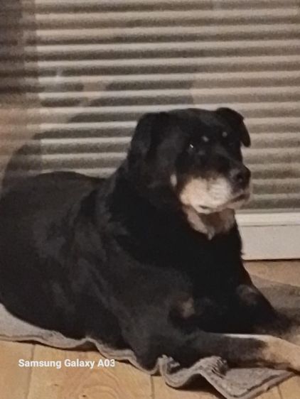 Photo de Bob, Beauceron crois� Rottweiler